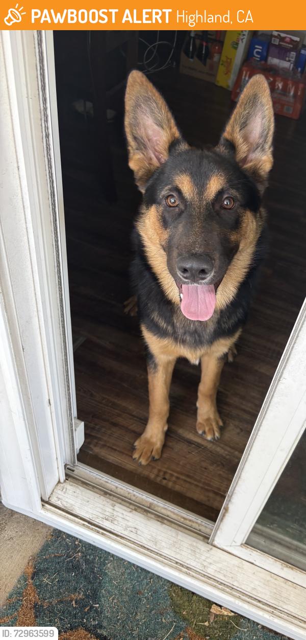 Found/Stray Male Dog last seen Pacific and La Priax, Highland, CA 92346