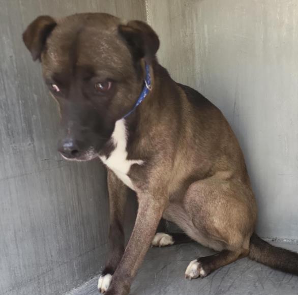 Shelter Stray Female Dog last seen Near BLOCK ANTARES PARK, San Antonio, TX 78227