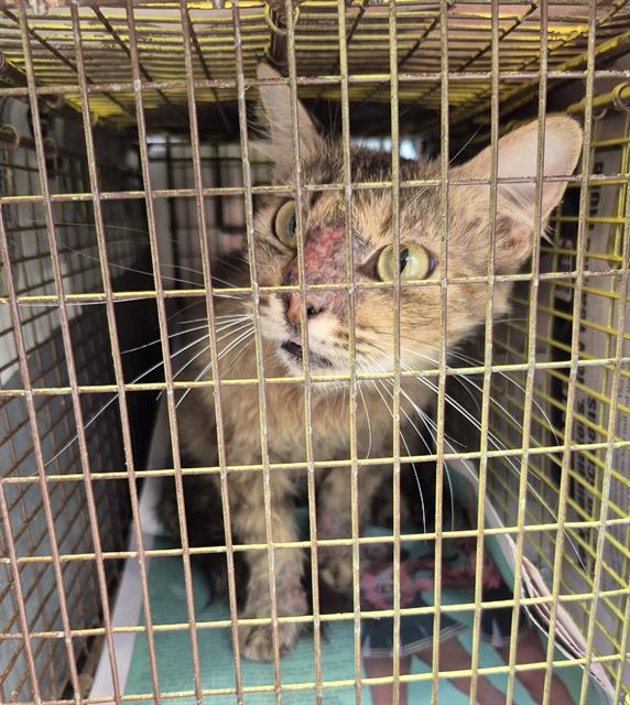Shelter Stray Female Cat last seen STONEWALL ST., San Antonio, TX 78227