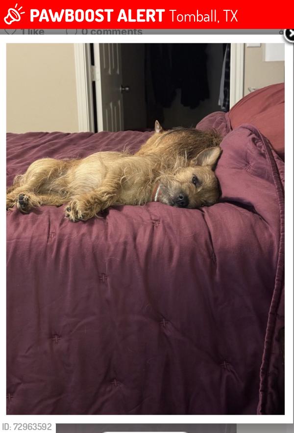Lost Male Dog last seen Northpointe / 249, Tomball, TX 77377