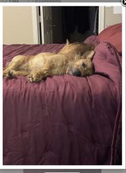 Lost Male Dog last seen Northpointe / 249, Tomball, TX 77377