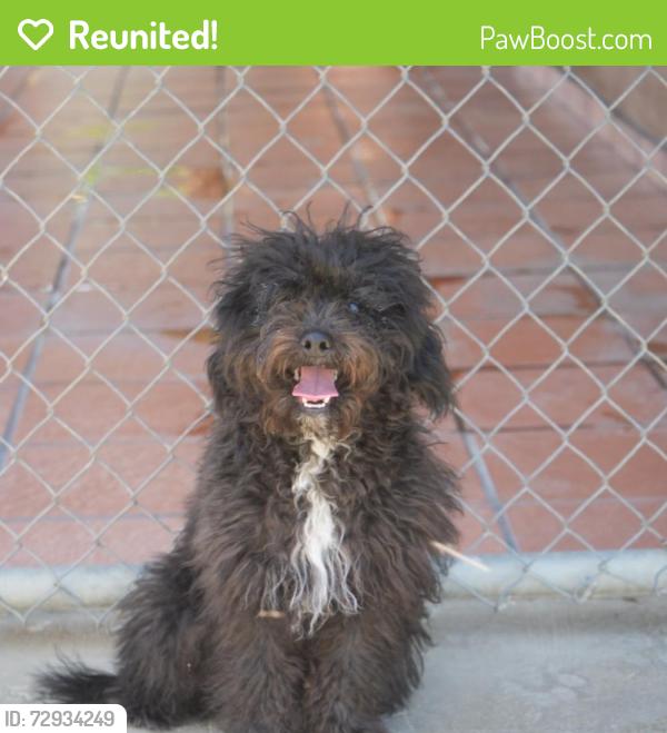 Reunited Male Dog last seen La Quinta, La Quinta, CA 92253