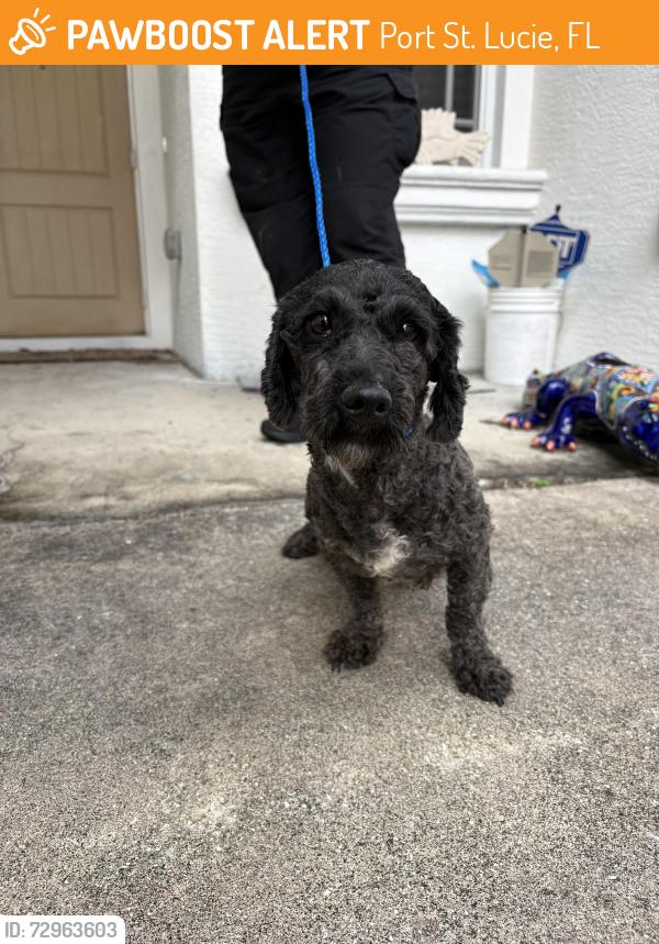 Found/Stray Male Dog last seen port saint lucie, Port St. Lucie, FL 34986