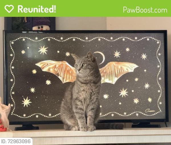 Reunited Male Cat last seen Logan St SE and Fuller Ave or Logan St and Barth St, Grand Rapids, MI 49503