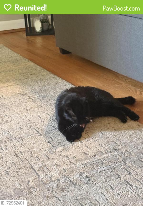 Reunited Female Cat last seen Edward st Newington CT 0611, Newington, CT 06111