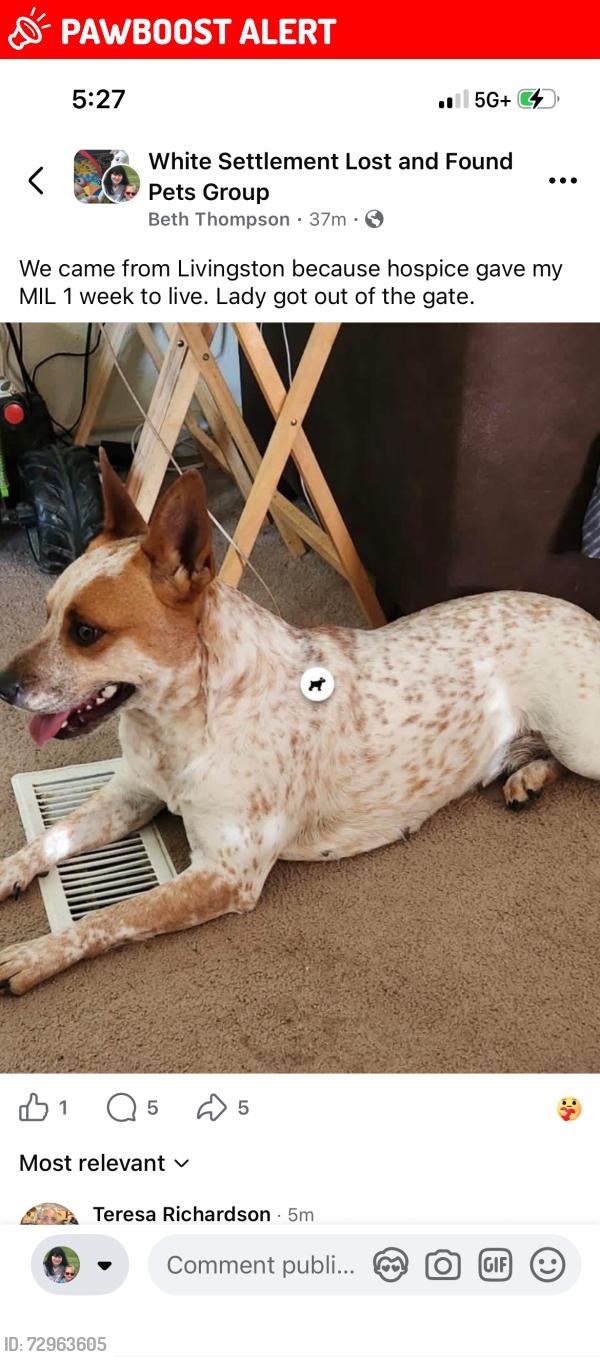 Lost Female Dog last seen Wilbur/Las Vegas Trail, White Settlement, TX 76108