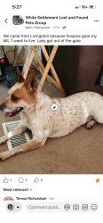 Lost Female Dog last seen Wilbur/Las Vegas Trail, White Settlement, TX 76108