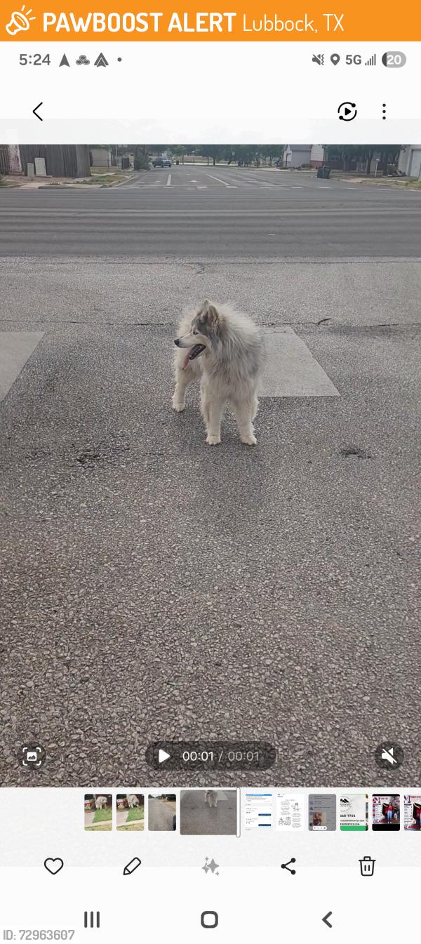 Found/Stray Unknown Dog last seen 91st & University Ave, Lubbock, TX 79423
