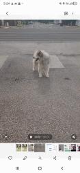 Found/Stray Unknown Dog last seen 91st & University Ave, Lubbock, TX 79423