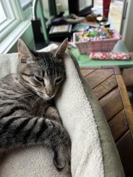 Lost Female Cat last seen EMS B27 ln (southwest side of Big Barbee lake), Pierceton, IN 46562