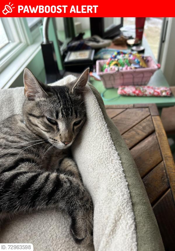 Lost Female Cat last seen EMS B27 ln (southwest side of Big Barbee lake), Pierceton, IN 46562