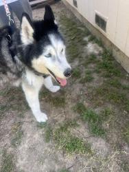 Found/Stray Female Dog last seen Bell Ave and dry creek, Sacramento, CA 95838