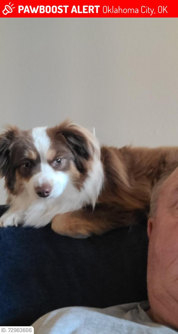 Lost Male Dog last seen Dollar General, Oklahoma City, OK 73135