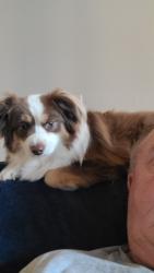 Lost Male Dog last seen Dollar General, Oklahoma City, OK 73135