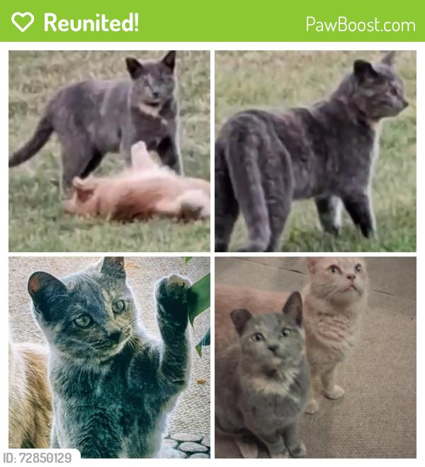 Reunited Female Cat last seen Sierra and Barnhart , Norco, CA 92860