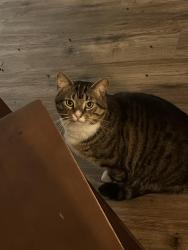 Reunited Male Cat last seen Healthpark cir fort Myers fl , Fort Myers, FL 33908