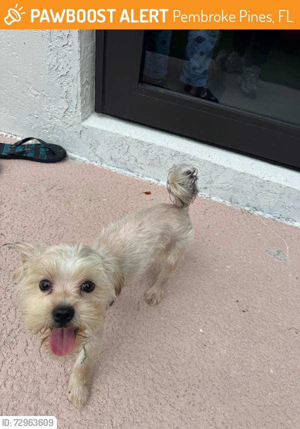 Found/Stray Male Dog last seen Chapel Pointe, Pembroke Pines, FL 33025