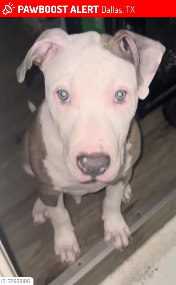 Lost Male Dog last seen Hooper st / baxar , Dallas, TX 75215