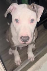Lost Male Dog last seen Hooper st / baxar , Dallas, TX 75215