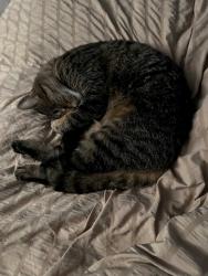Lost Male Cat last seen Hatchery Rd near Williams Lake in Waterford, Waterford Township, MI 48329