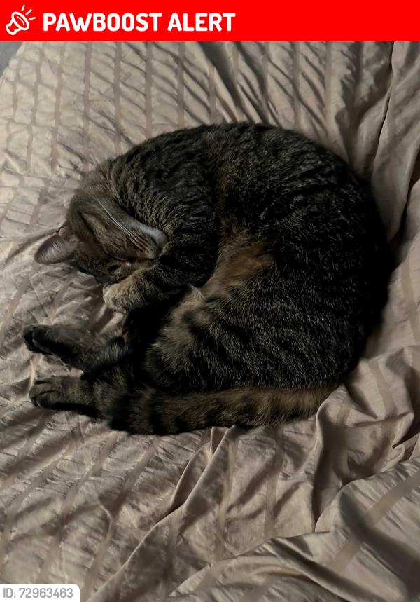 Lost Male Cat last seen Hatchery Rd near Williams Lake in Waterford, Waterford Township, MI 48329