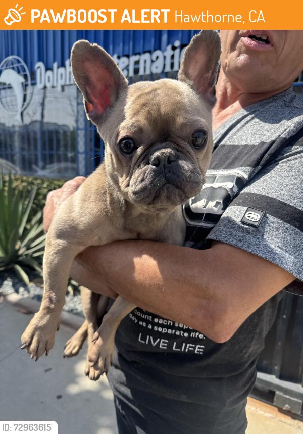 Found/Stray Female Dog last seen Near block of W 126th St, Hawthorne, CA 90250