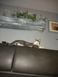 Lost Male Cat last seen Dean Martin and W.Agate Ave, Las Vegas, NV 89139