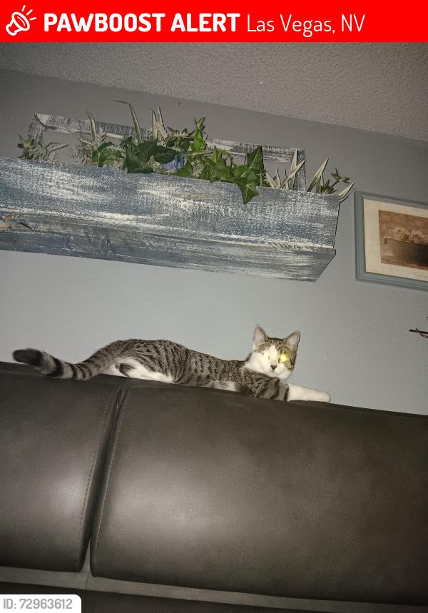 Lost Male Cat last seen Dean Martin and W.Agate Ave, Las Vegas, NV 89139