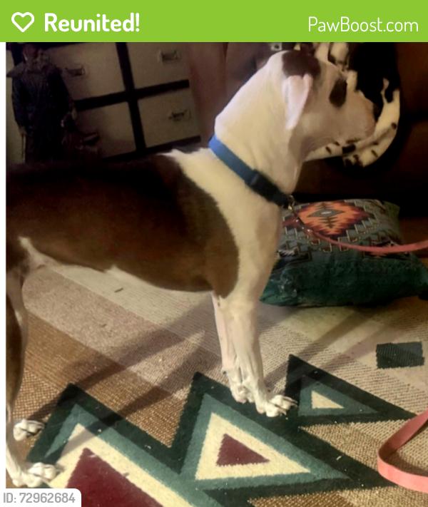 Reunited Female Dog last seen Mt. Zion Rd., Midlothian, Tx, Midlothian, TX 76065