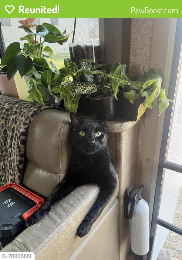 Reunited Male Cat last seen Mountain Shadows Rv Resort, Dr , Draper, UT 84020