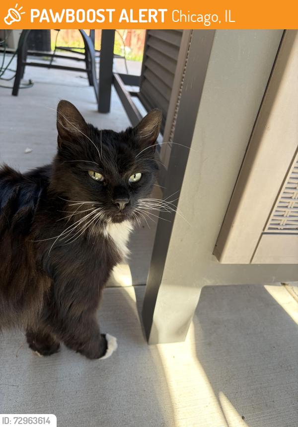 Found/Stray Unknown Cat last seen Central Park Ave , Chicago, IL 60652