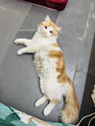 Lost Male Cat last seen Farah hosp , Hyderabad, TS 500053