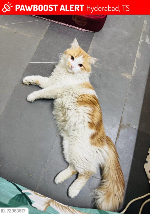 Lost Male Cat last seen Farah hosp , Hyderabad, TS 500053
