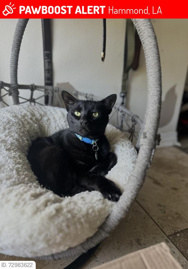 Lost Male Cat last seen Little italy rd hammond la, Hammond, LA 70403