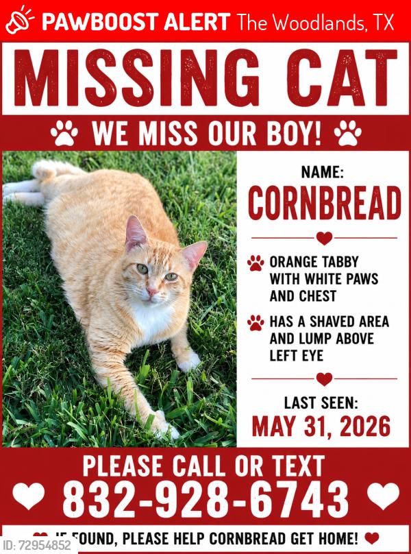 Lost Male Cat last seen Sky Terrace Pl, The Woodlands, TX 77381