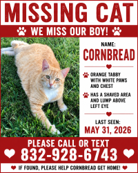 Lost Male Cat last seen Sky Terrace Pl, The Woodlands, TX 77381