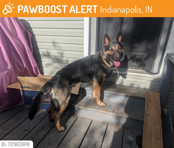Found/Stray Male Dog last seen Madison Avenue and Mason Street. Near Day Early Learning at Manual, Indianapolis, IN 46225