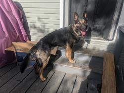 Found/Stray Male Dog last seen Madison Avenue and Mason Street. Near Day Early Learning at Manual, Indianapolis, IN 46225