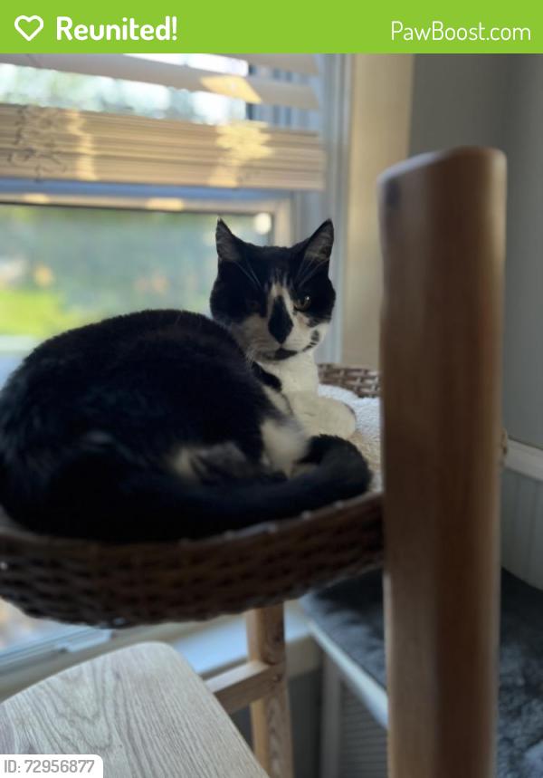 Reunited Female Cat last seen Arabia Ave and Moravia Rd, Baltimore, MD 21214