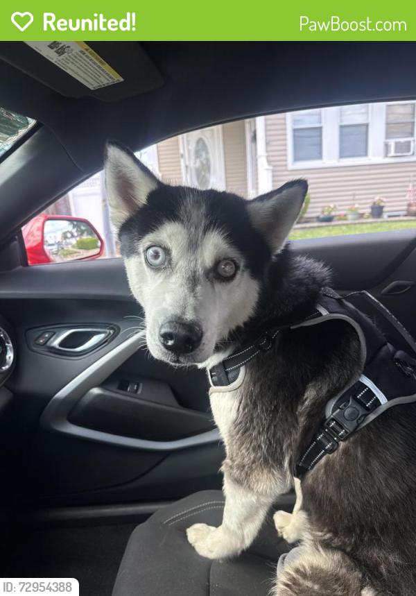 Reunited Male Dog last seen New South Road, Hicksville, Hicksville, NY 11801