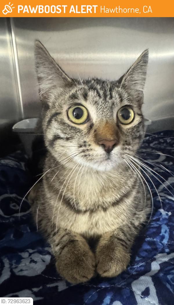 Found/Stray Female Cat last seen Near block of Manor, Hawthorne, CA 90250