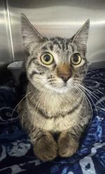 Found/Stray Female Cat last seen Near block of Manor, Hawthorne, CA 90250