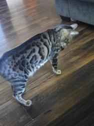 Reunited Male Cat last seen Park place and boardwalk, Midlothian, TX 76065