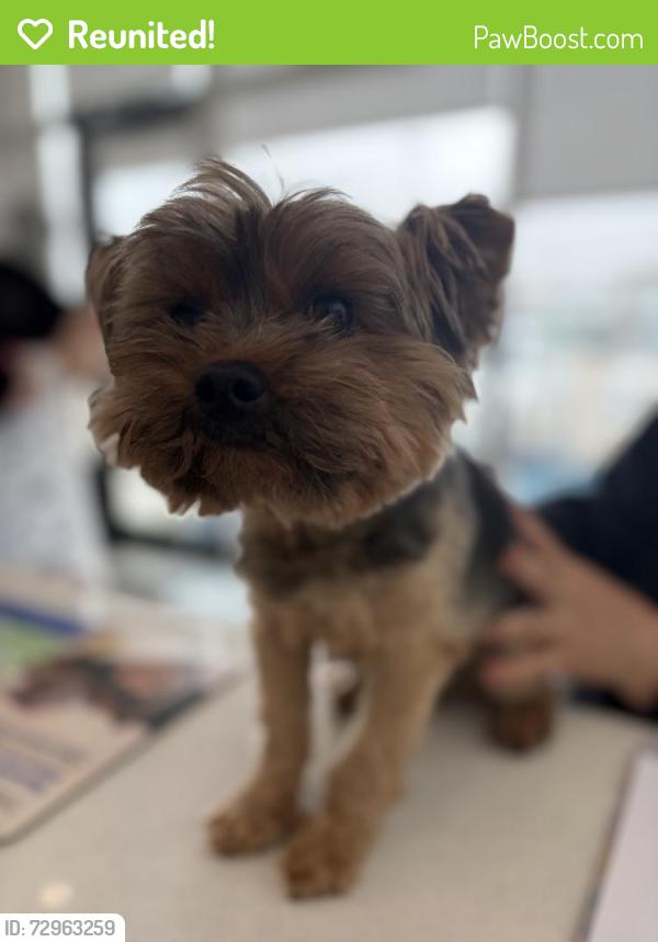 Reunited Male Dog last seen Kinney Road SW and Kinney Place SW, Edmonton, AB T6W