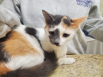 Shelter Stray Female Cat last seen Algonquin Pkwy, 43606, OH, Maumee, OH 43537