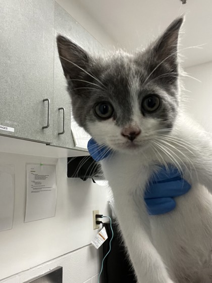 Shelter Stray Female Cat last seen Oakland, CA 94601, Oakland, CA 94601