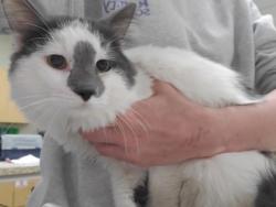 Shelter Stray Male Cat last seen Algonquin Pkwy, 43606, OH, Maumee, OH 43537