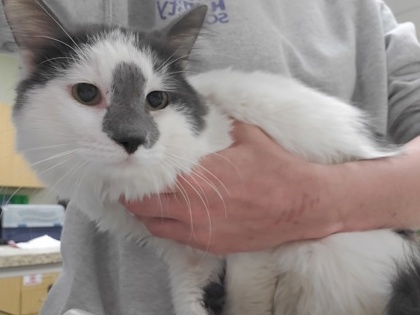 Shelter Stray Male Cat last seen Algonquin Pkwy, 43606, OH, Maumee, OH 43537