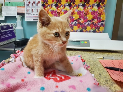 Shelter Stray Male Cat last seen Louie alley, 43609, OH, Maumee, OH 43537
