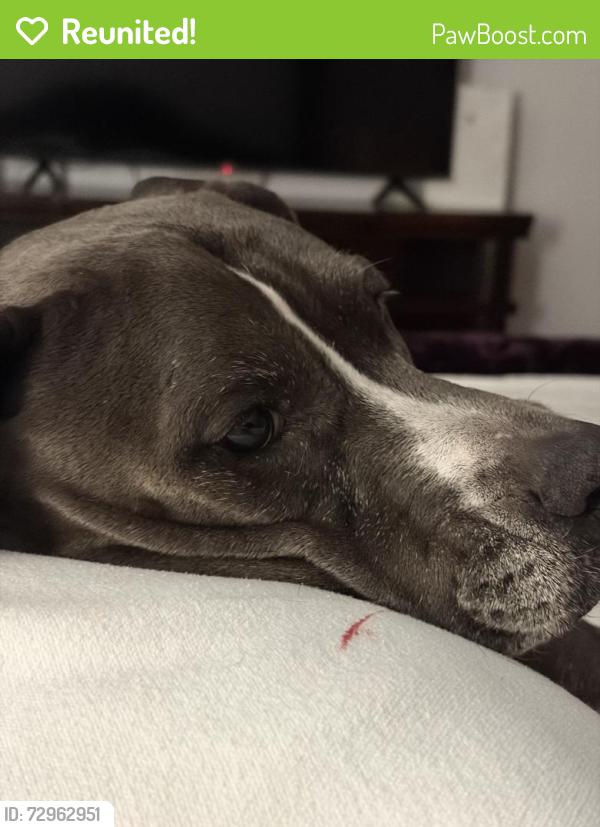 Reunited Female Dog last seen Springton & Macrantha, Spring, TX 77379